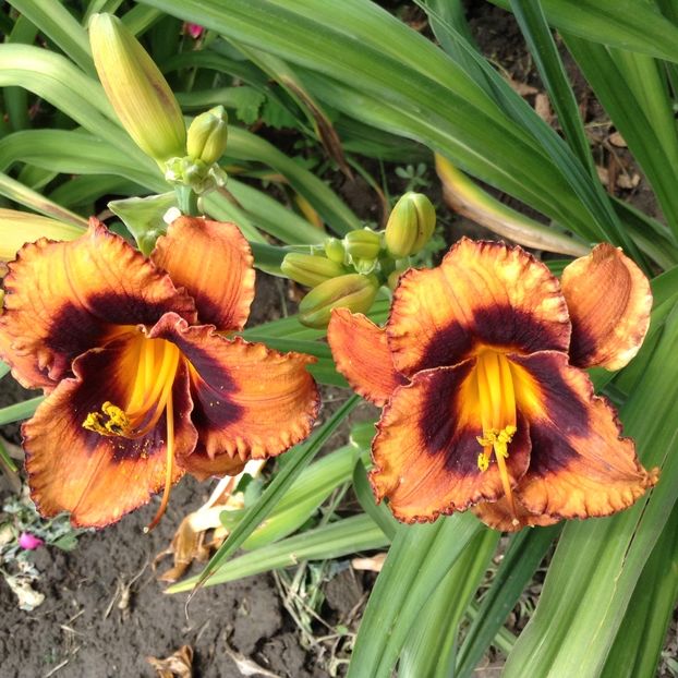 Madeleine nettles eyes - Hemerocallis 2018