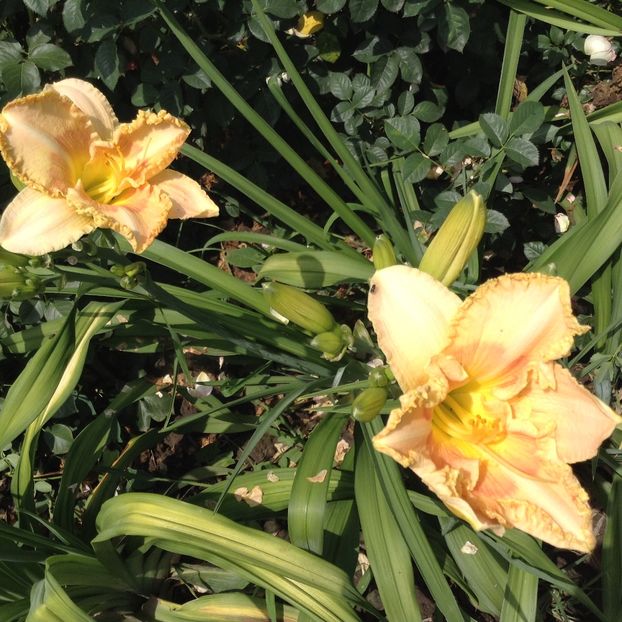 Wistes of wizard - Hemerocallis 2018