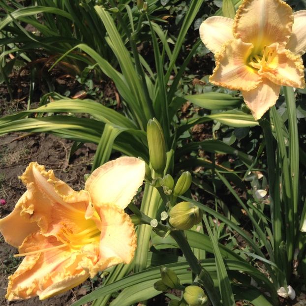 image - Hemerocallis 2018