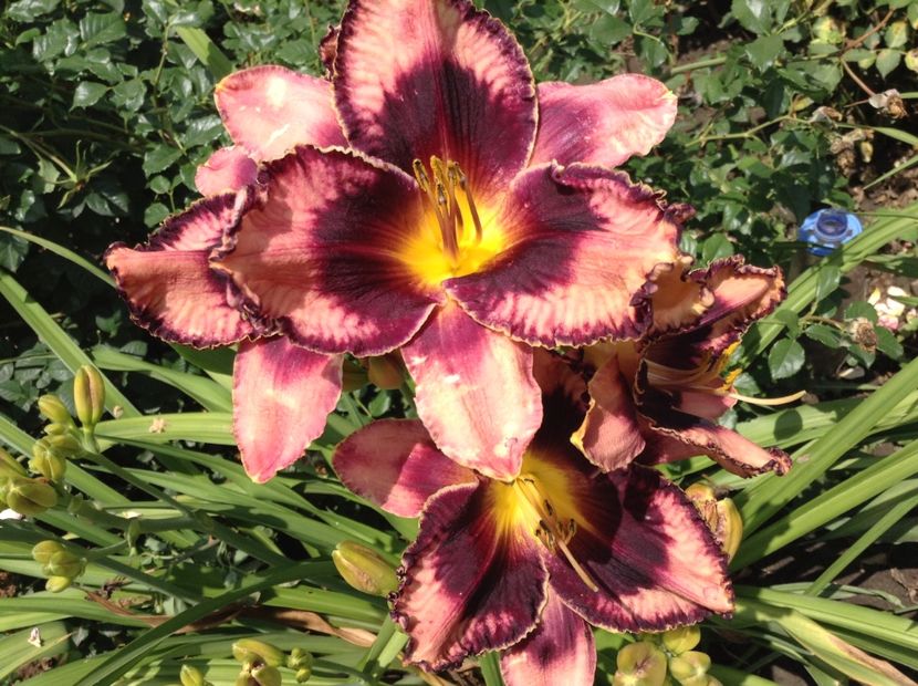 Exotic treasure - Hemerocallis 2018