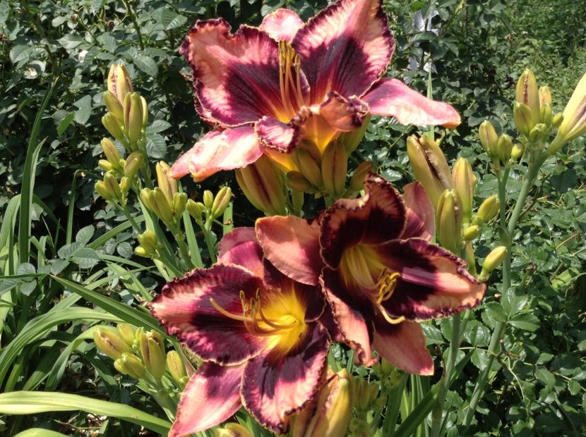 image - Hemerocallis 2018