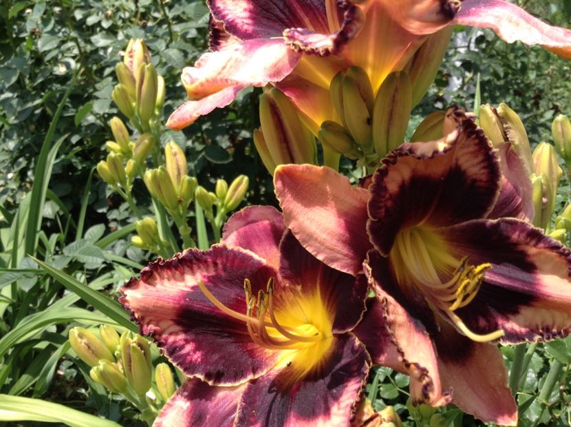 Exotic treasure - Hemerocallis 2018