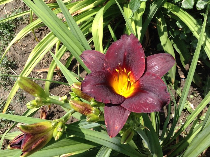 Wodoo dancer - Hemerocallis 2018