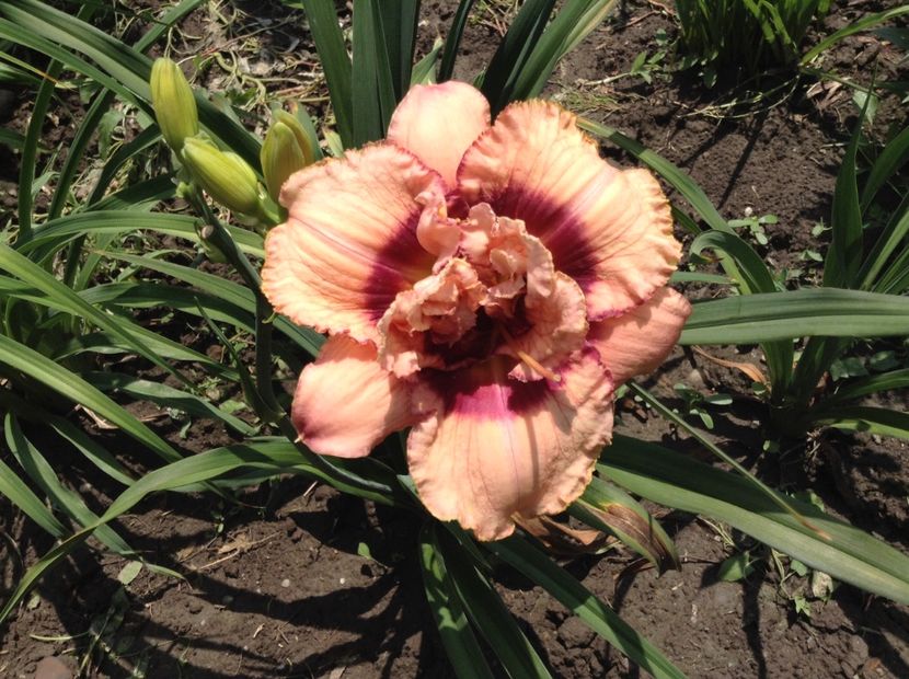 image - Hemerocallis 2018