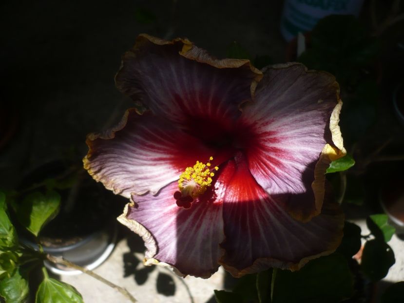 16.06.2018 - HIBISCUSI 2018-2