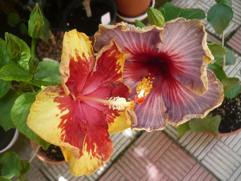 P1380074 - HIBISCUSI 2018-2