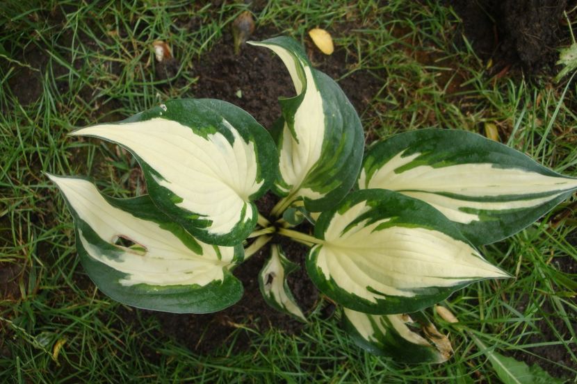  - Heuchera Hosta si altele