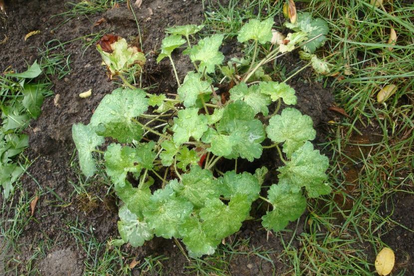  - Heuchera Hosta si altele
