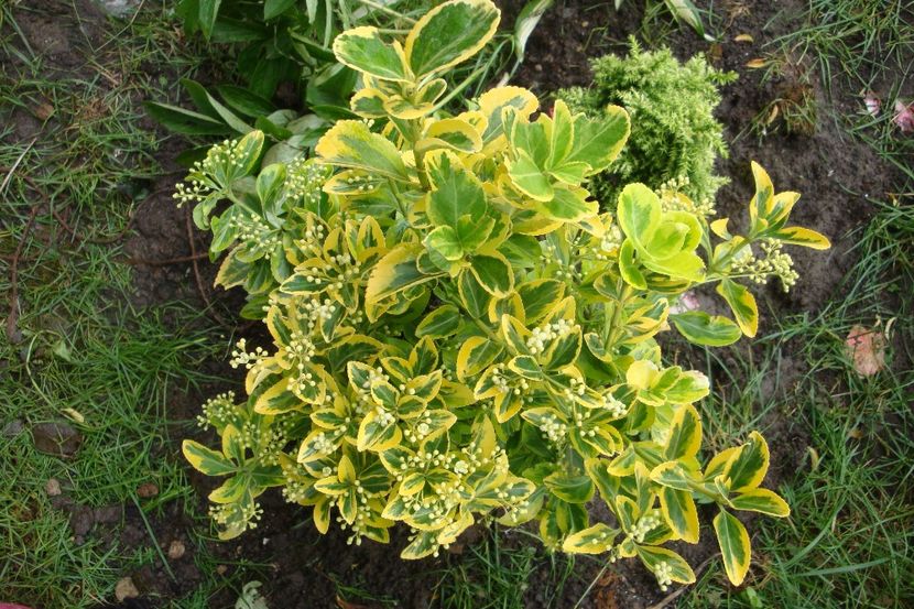  - Heuchera Hosta si altele