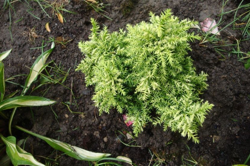  - Heuchera Hosta si altele