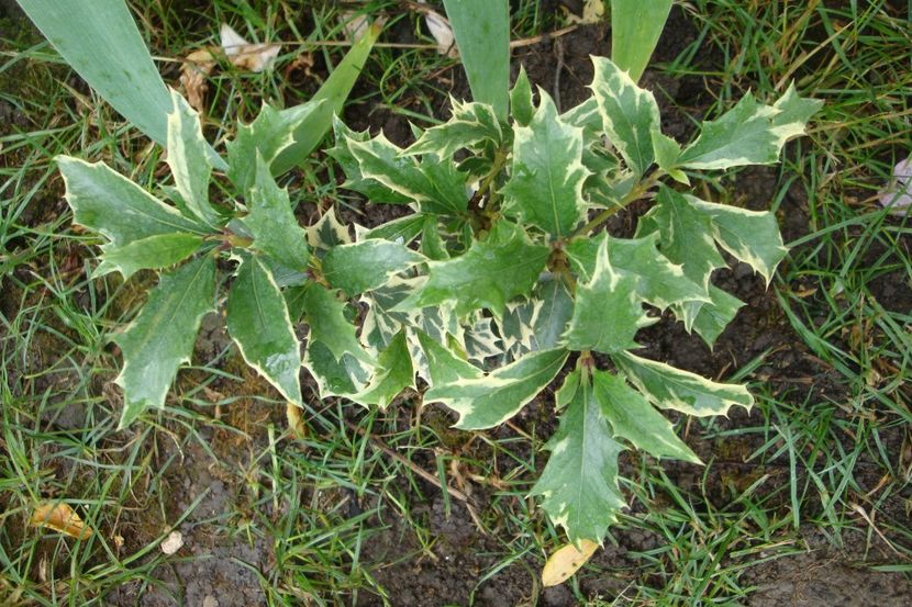  - Heuchera Hosta si altele