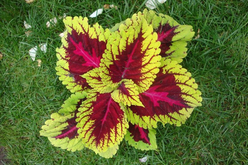  - Heuchera Hosta si altele
