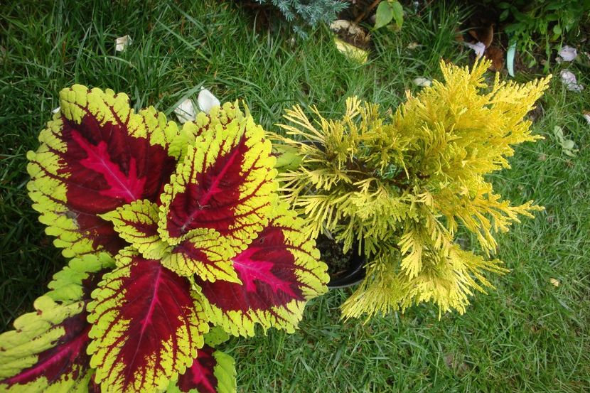  - Heuchera Hosta si altele