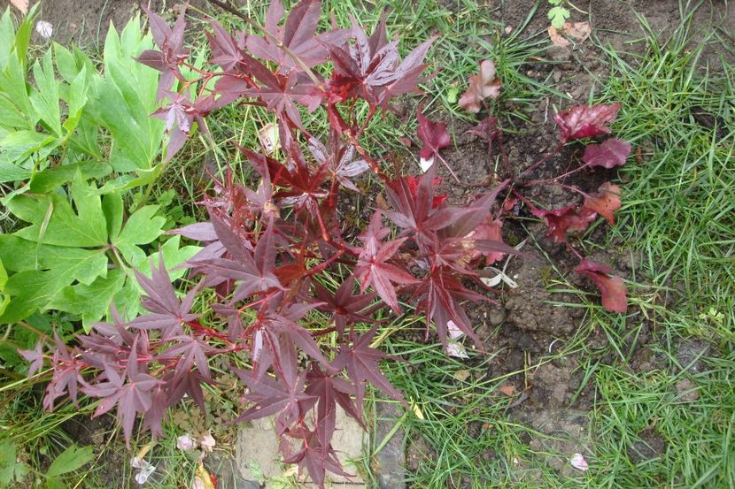  - Heuchera Hosta si altele