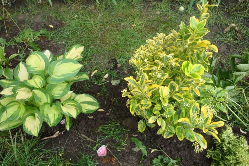  - Heuchera Hosta si altele