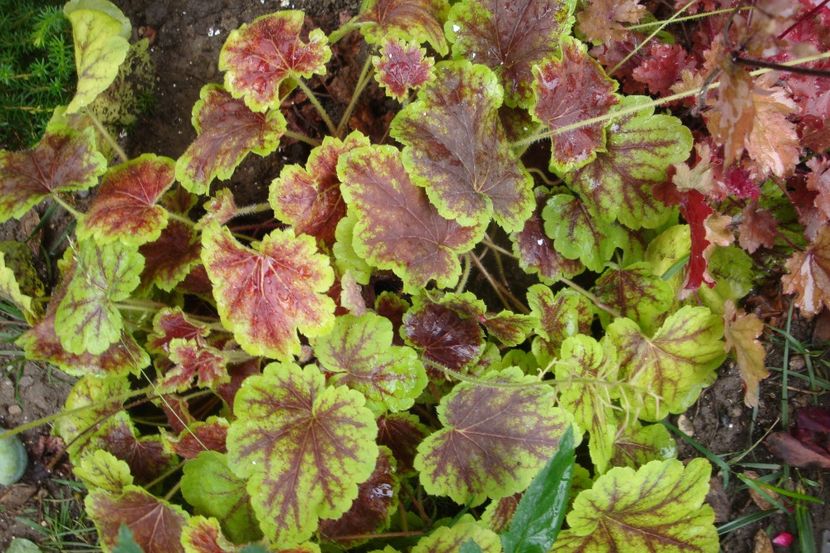  - Heuchera Hosta si altele