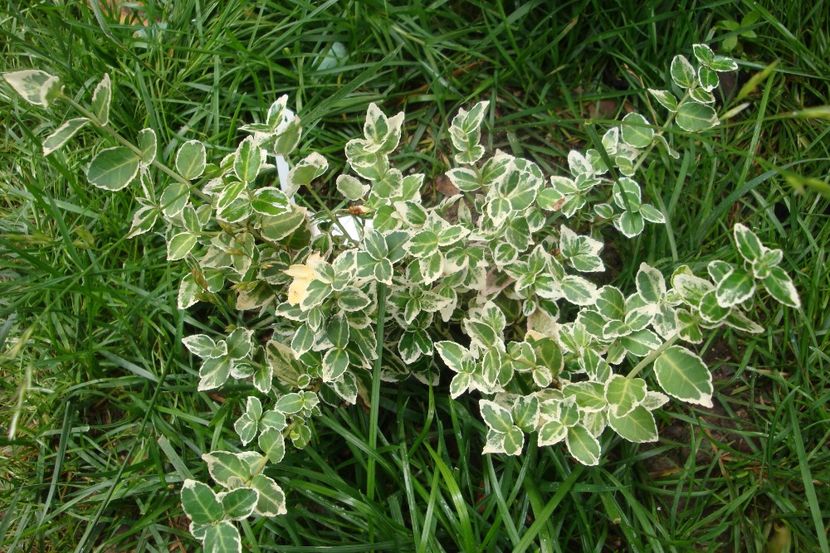  - Heuchera Hosta si altele
