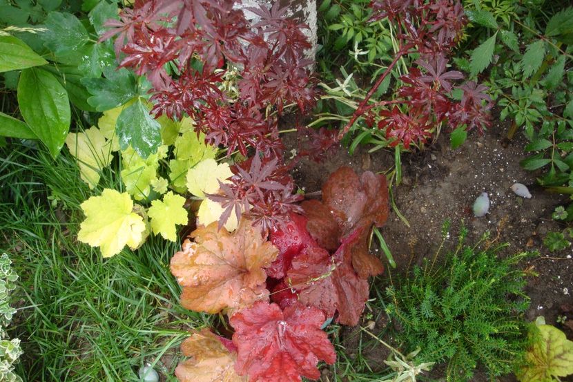  - Heuchera Hosta si altele