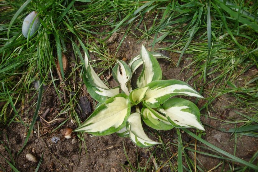  - Heuchera Hosta si altele