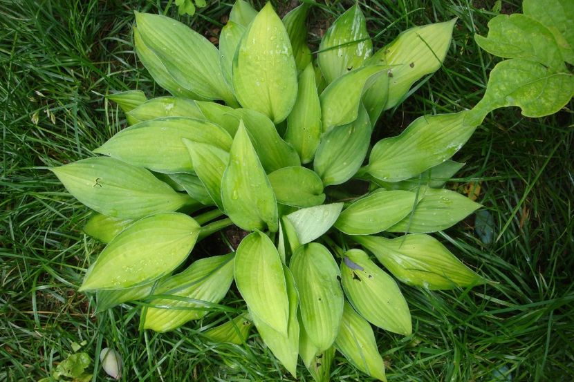  - Heuchera Hosta si altele