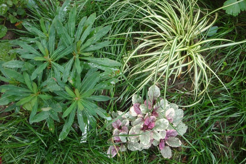  - Heuchera Hosta si altele