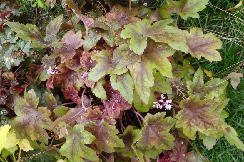  - Heuchera Hosta si altele