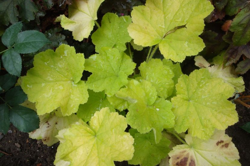  - Heuchera Hosta si altele
