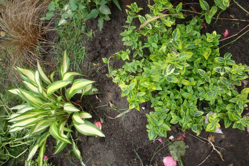  - Heuchera Hosta si altele
