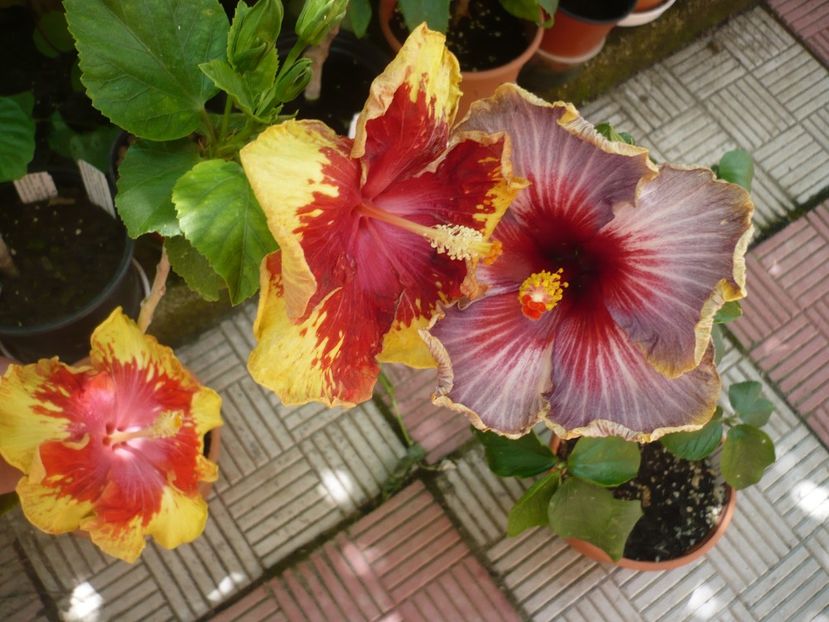 P1380075 - Vocal Coach