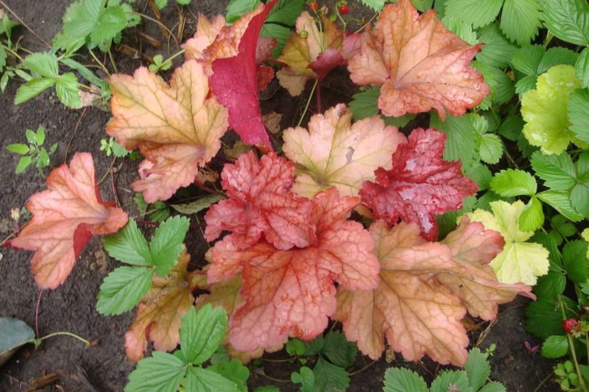  - Heuchera Hosta si altele