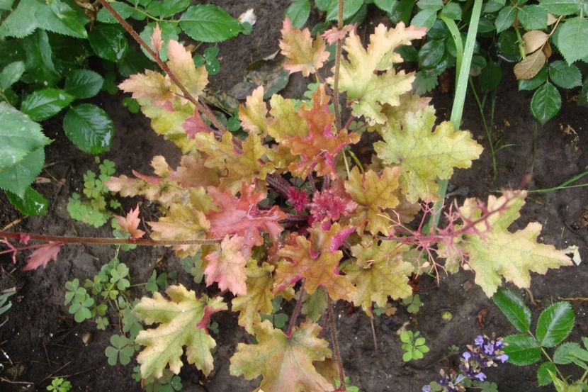  - Heuchera Hosta si altele