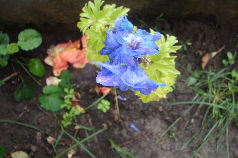  - Heuchera Hosta si altele