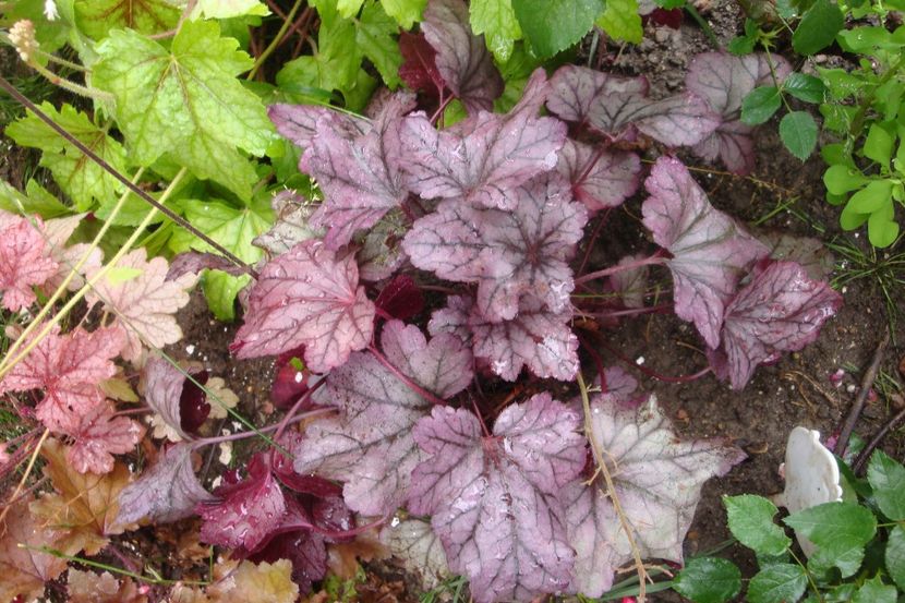  - Heuchera Hosta si altele