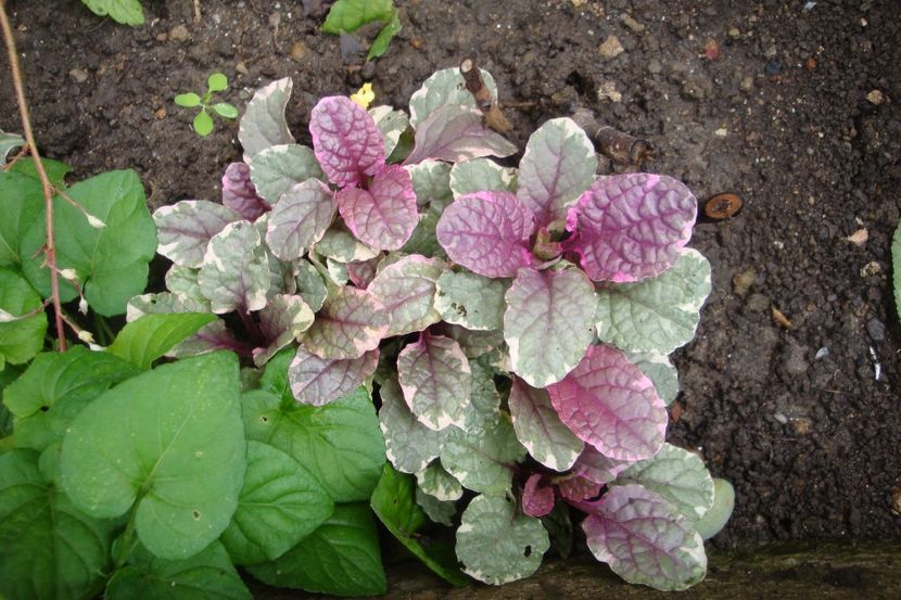 - Heuchera Hosta si altele