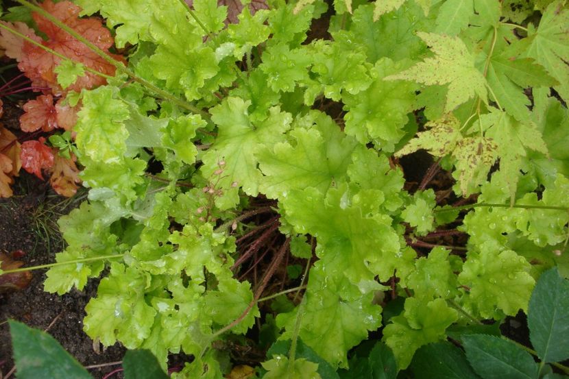  - Heuchera Hosta si altele