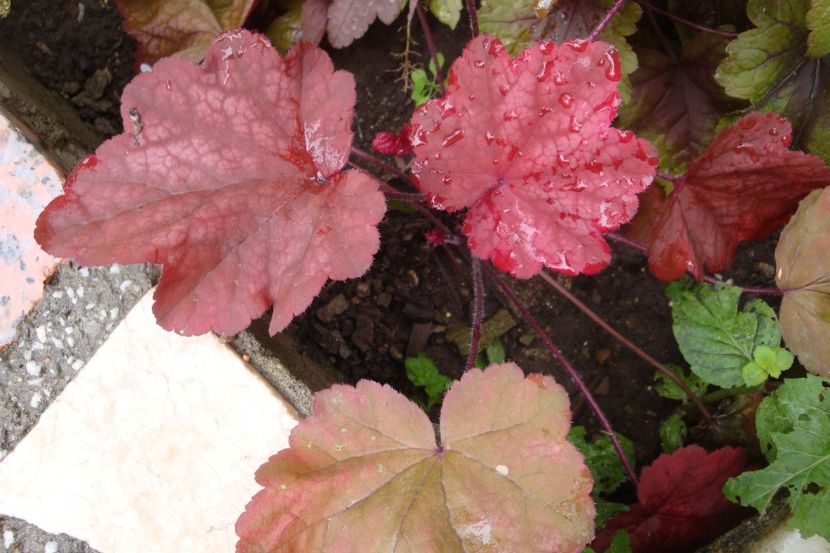  - Heuchera Hosta si altele