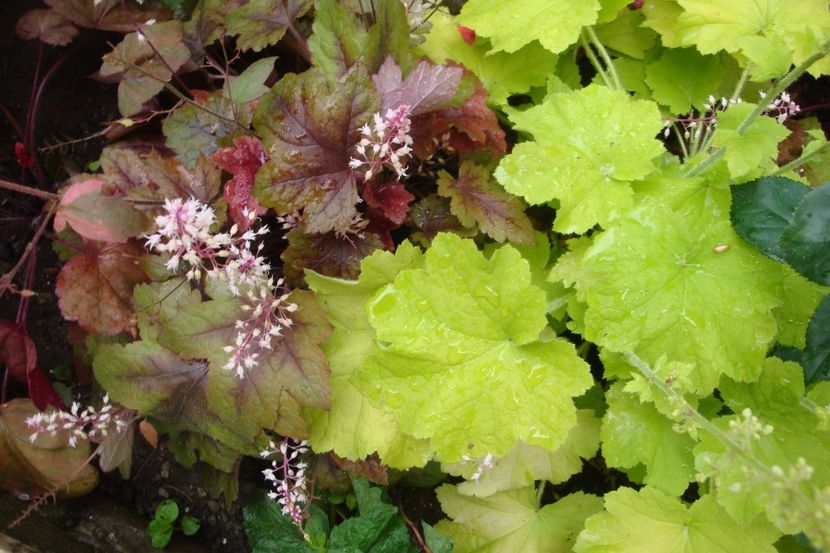  - Heuchera Hosta si altele