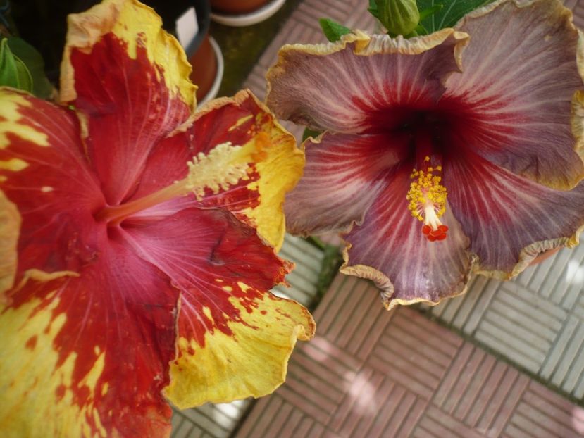 P1380080 - Vocal Coach