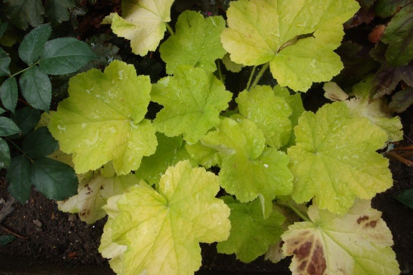  - Heuchera Hosta si altele