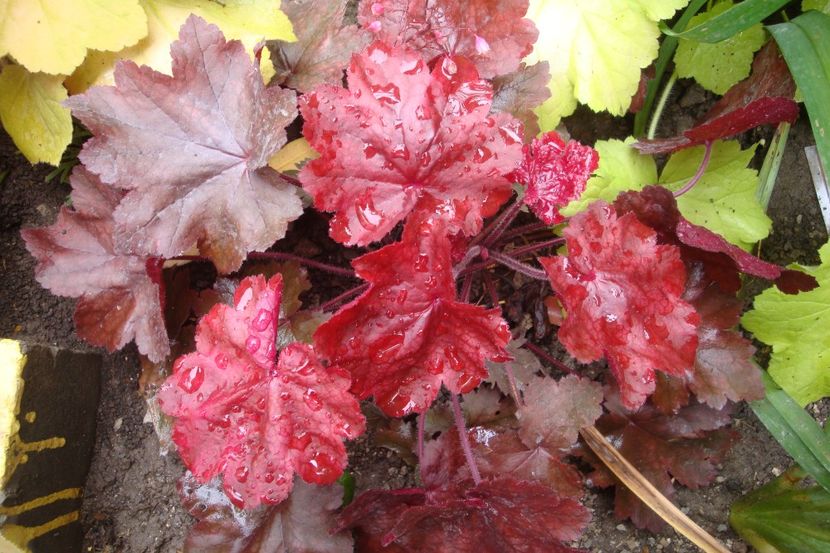  - Heuchera Hosta si altele