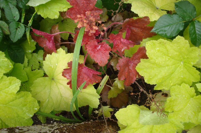  - Heuchera Hosta si altele