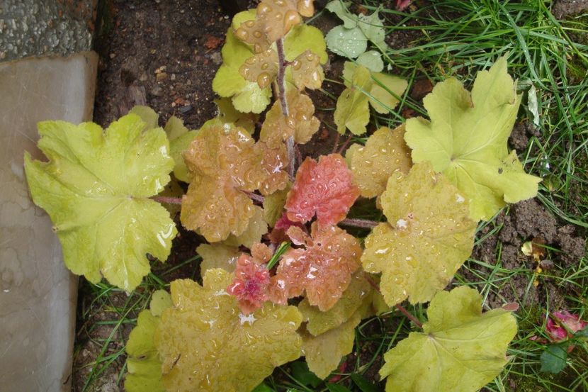  - Heuchera Hosta si altele