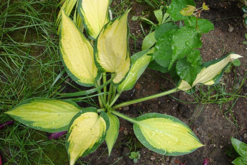  - Heuchera Hosta si altele