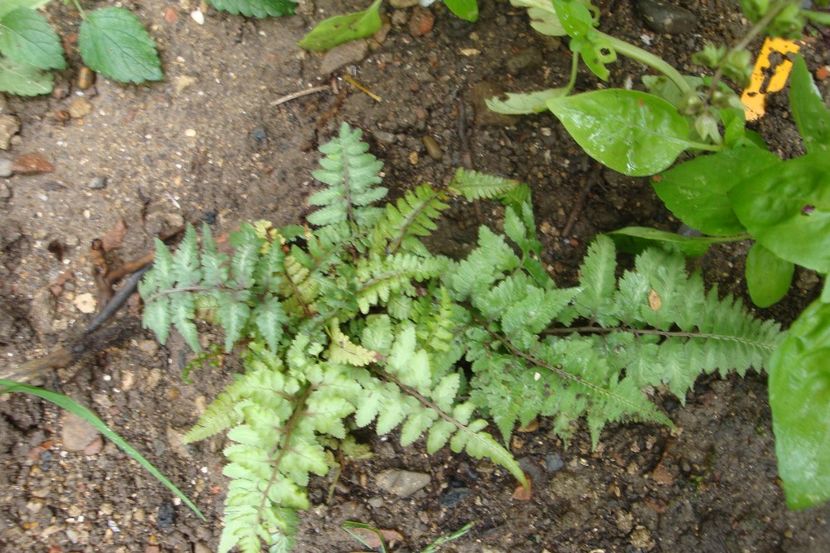  - Heuchera Hosta si altele