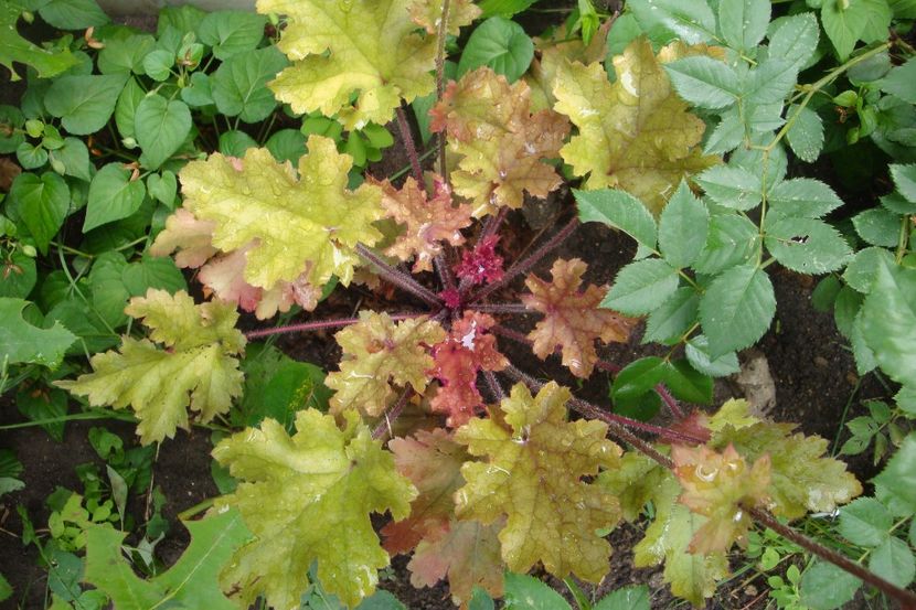  - Heuchera Hosta si altele