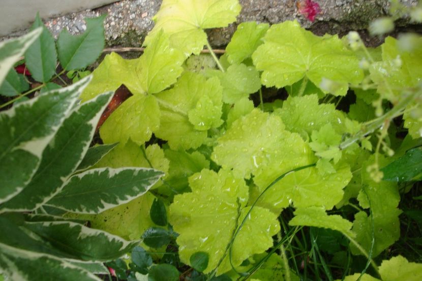  - Heuchera Hosta si altele