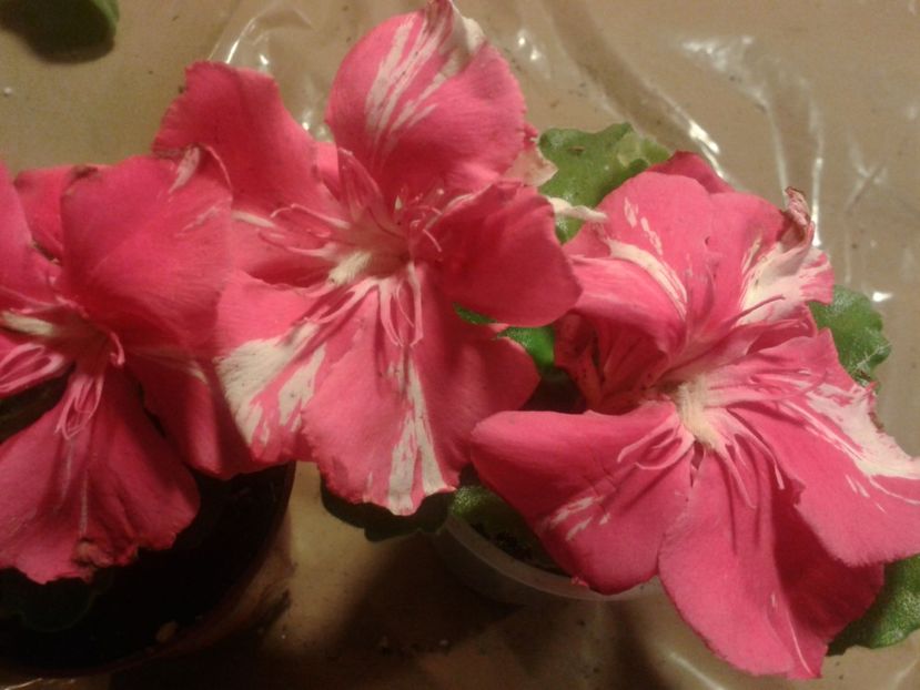 Fotografie0056 - LEANDRI