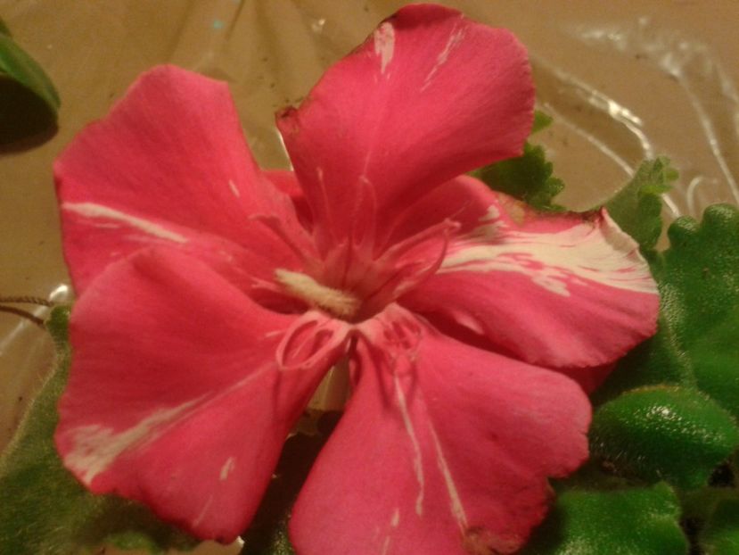 Fotografie0055 - LEANDRI