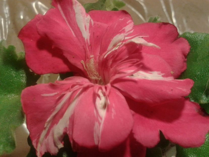 Fotografie0053 - LEANDRI