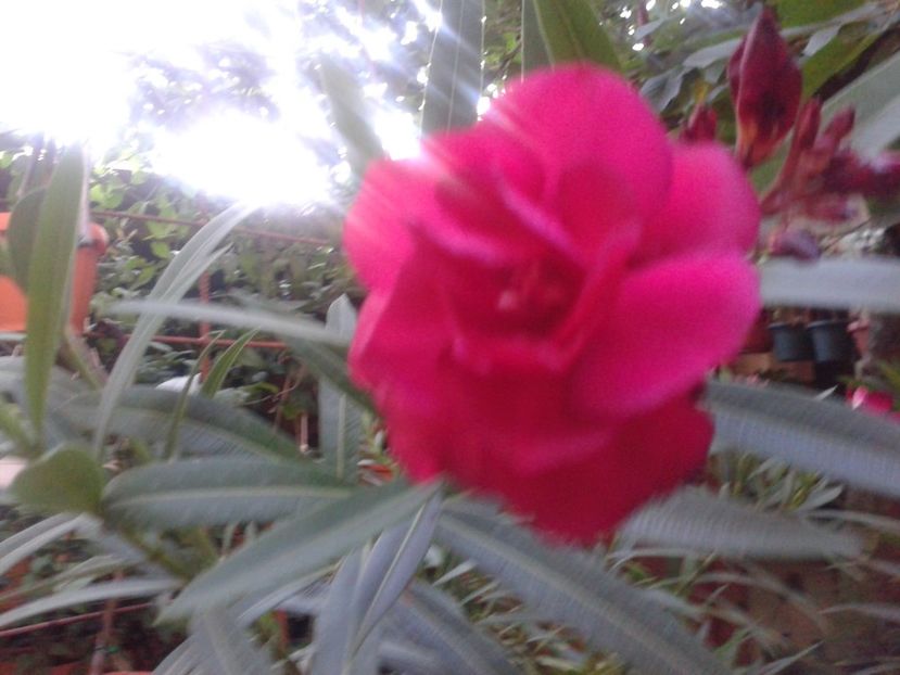 Fotografie0026 - LEANDRI